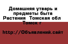 Домашняя утварь и предметы быта Растения. Томская обл.,Томск г.